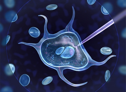 вдовици ин витро яйцеклетки сперматозоиди